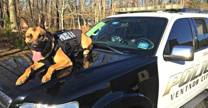 Ventnor police dog canine K9 joker 