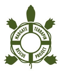 margate terrapin turtle rescue