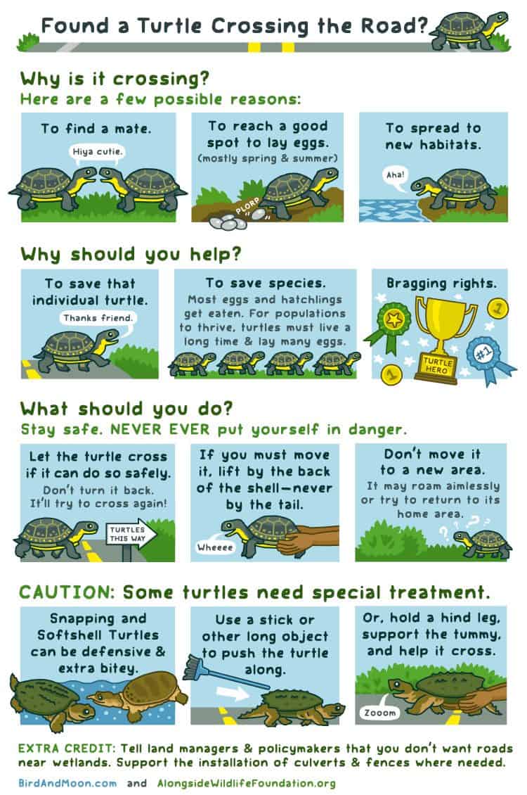 Margate Turtle