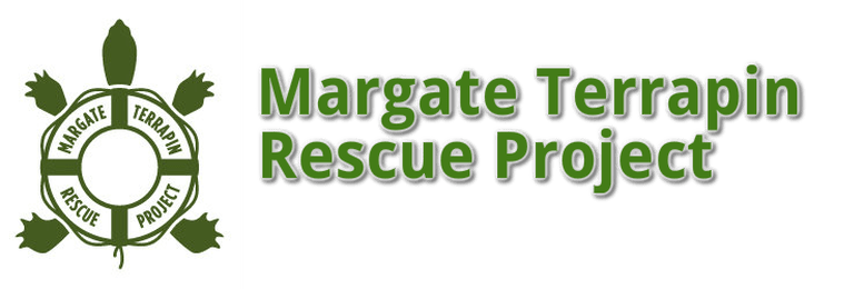 margate turtle