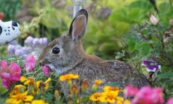 Guinea fowl and Gardening — Bad Rabbit Flowers